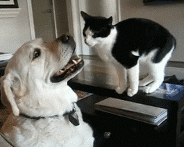 Para perros y gatos